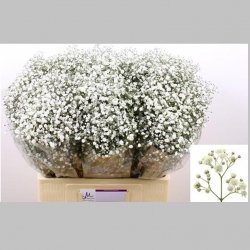 Gypsophila Alba, 60 cm, Pachet (25 buc.)