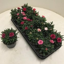 Garoafe Mixta, 20 cm