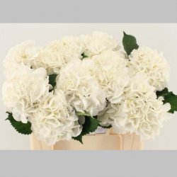 Hortensia Alba, Pachet (10 buc.)