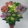 Hortensia Mixta, 40 cm