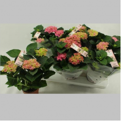 Hortensia Roz, 40 cm