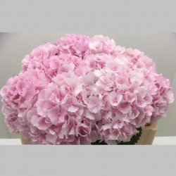 Hortensia Roz, Pachet (10 buc.)