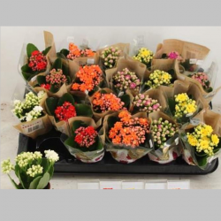 Kalanchoe Mini Mixta, 13 cm