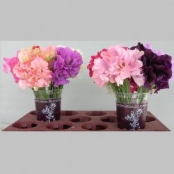 Lathyrus, Pachet (30 buc.)