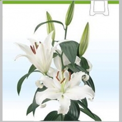 Crini Oriental, 80/90 cm 