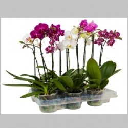 Phalaenopsis, 1 ramura, 50 cm