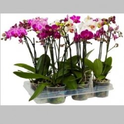 Phalaenopsis, 2 ramuri, 50 cm