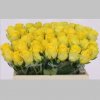 Trandafiri Olandezi Galbeni, 40 cm