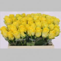 Trandafiri Olandezi Galbeni, 40 cm