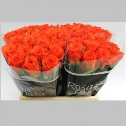 Trandafiri Olandezi Portocalii, 40 cm