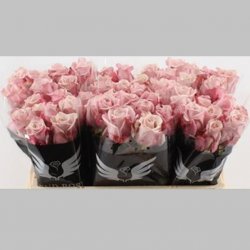 Trandafiri Olandezi Roz, 40 cm