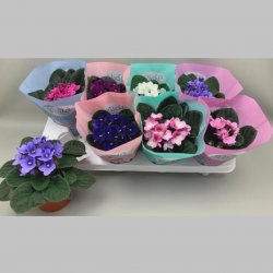 Saintpaulia Mixta, 20 cm