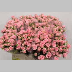 Trandafiri cu ramificatie Roz, 40/50 cm, Pachet (10 buc.)