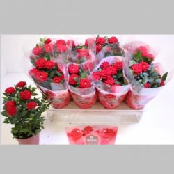 Trandafiri Rosii, 30 cm