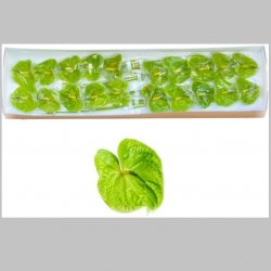 Anthurium Verde, Pachet (10 buc.)
